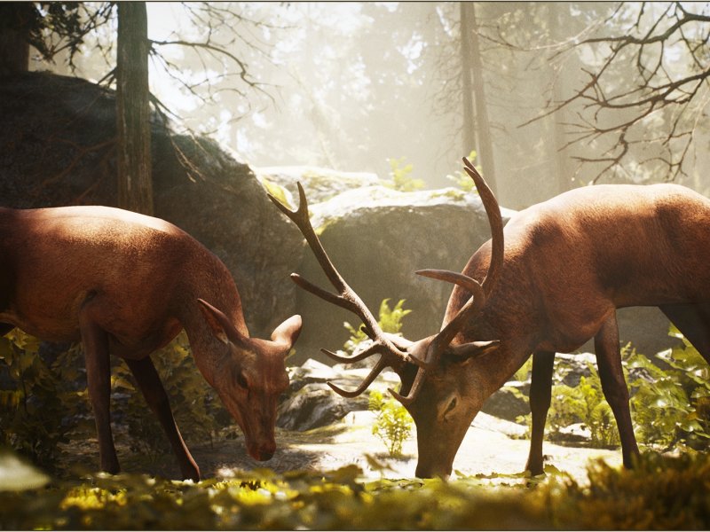 Animalia - Red Deer male