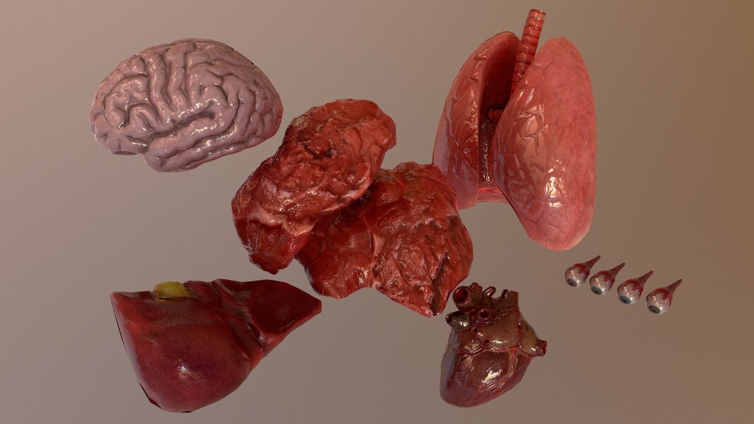 Internal Organs Collection