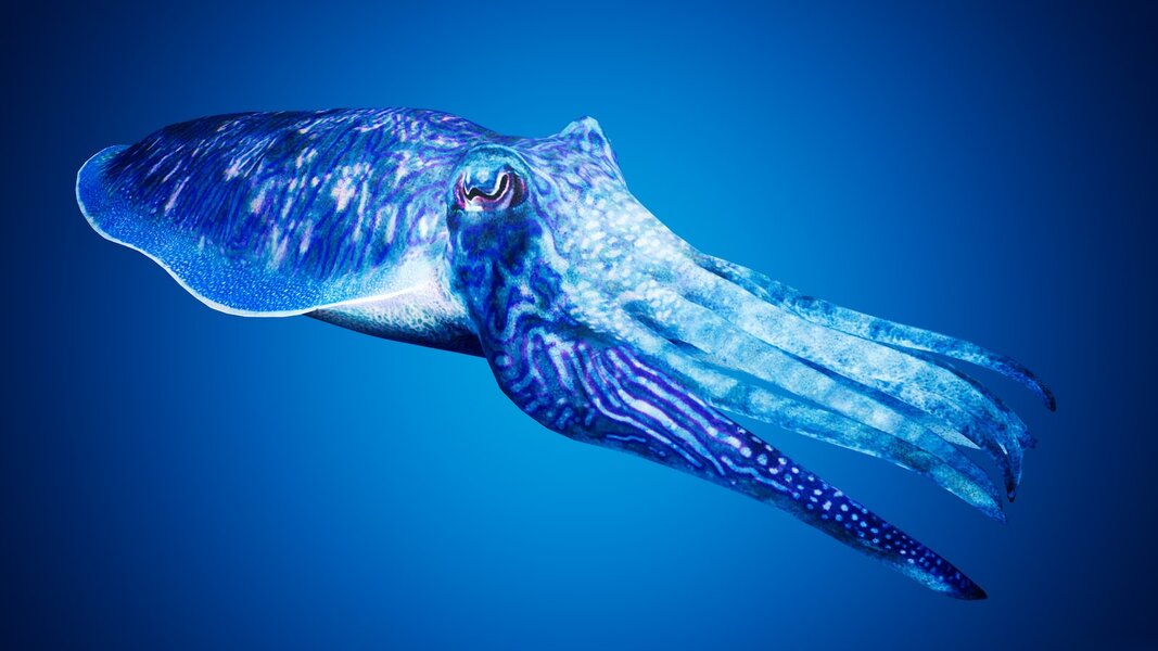 Cuttlefish Camouflage
