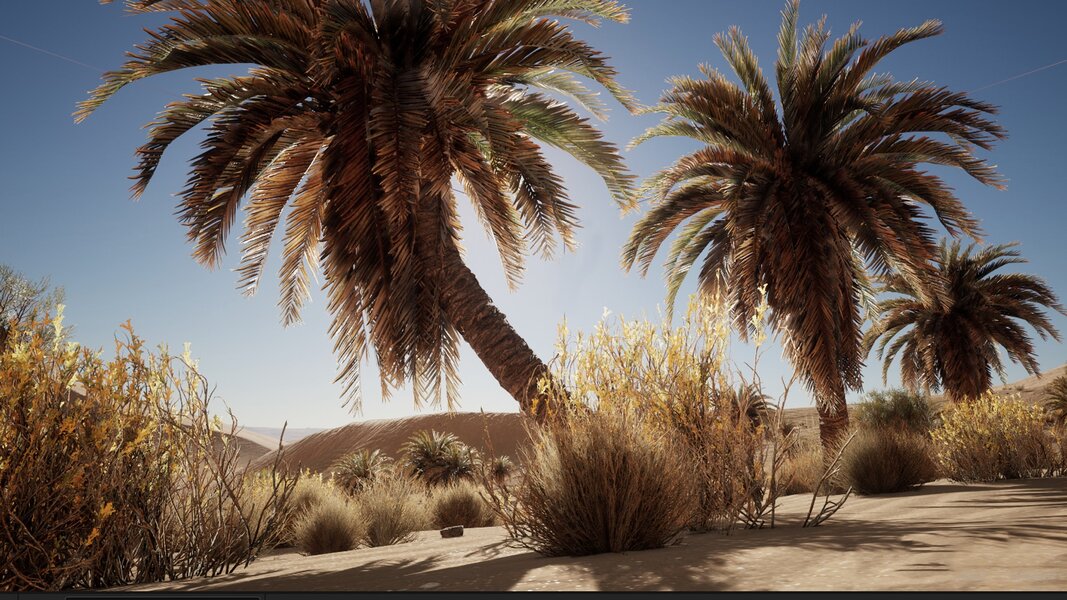 Desert Vegetation