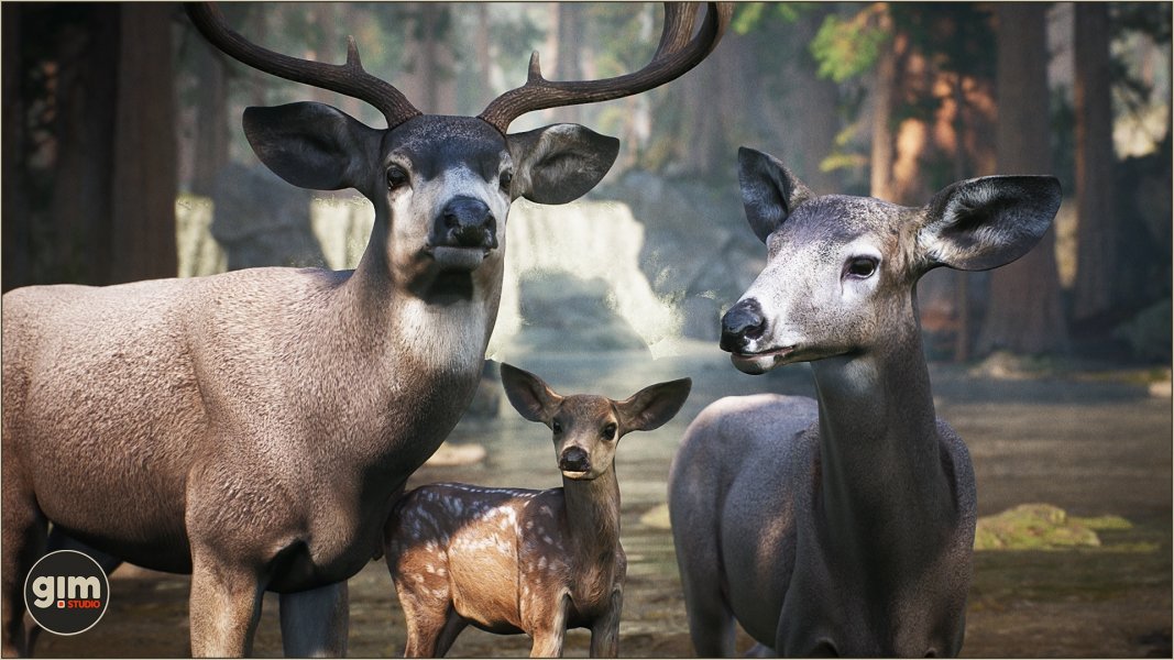 Animalia - MuleDeer (pack)
