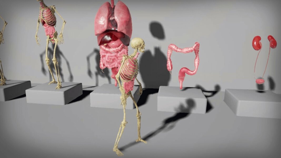 Human Internal Organs
