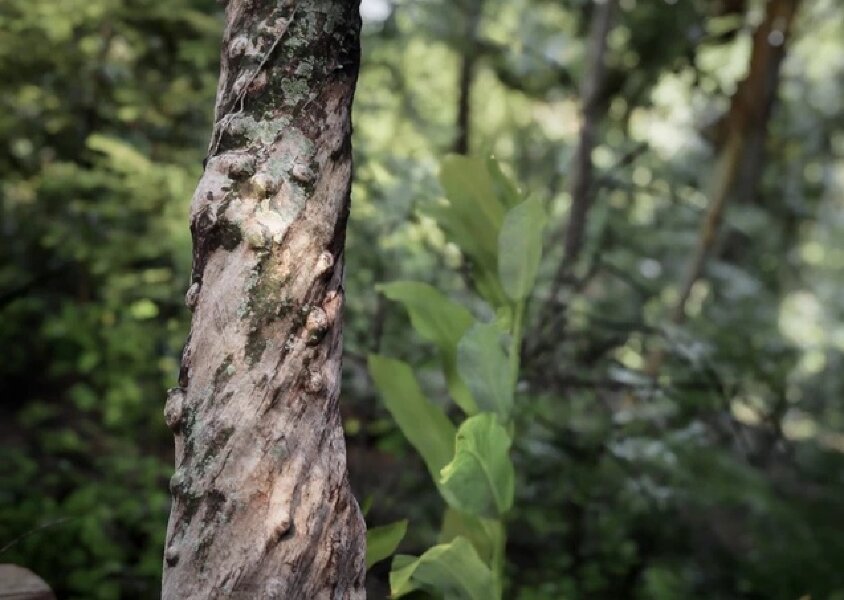 Tree and Forest Pack 03